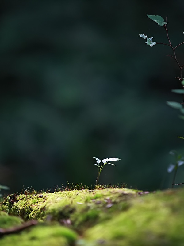 Nostalgia for the Light